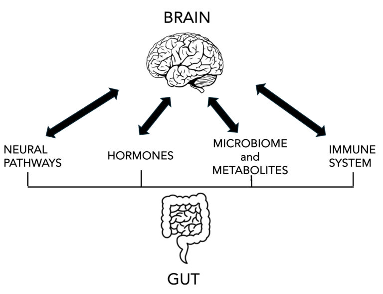 Illustration of gut-brain axis connection showing digestive system and brain communication