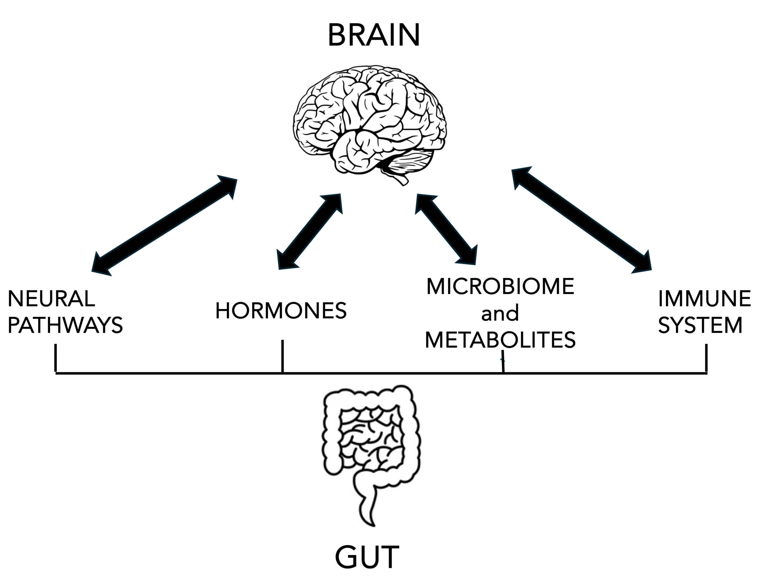 Illustration of gut-brain axis connection showing digestive system and brain communication